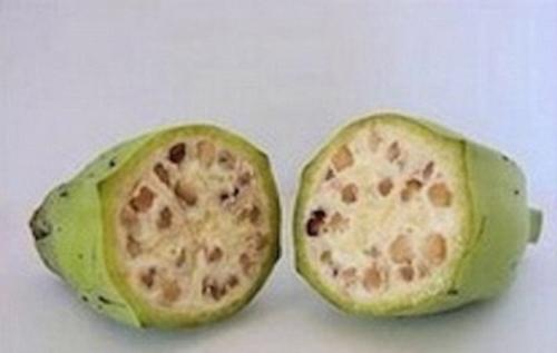揭蔬果原始面貌：胡萝卜似树根 茄子带刺