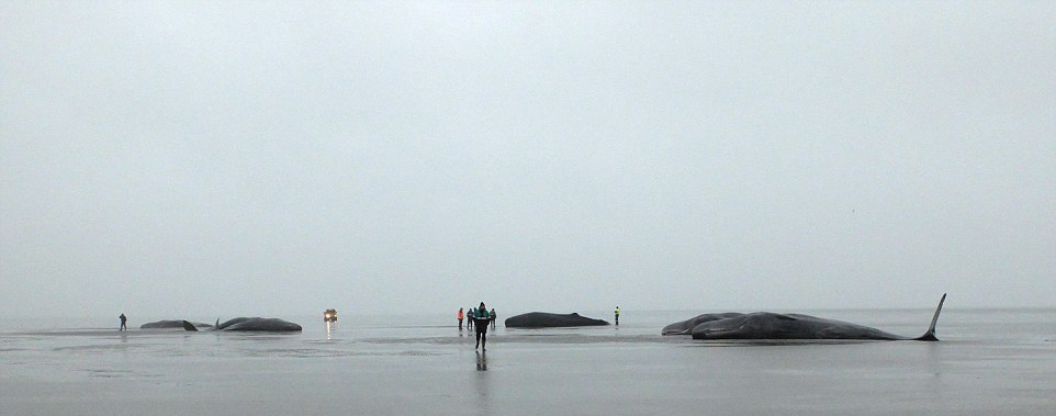 北欧鲸鱼死亡续：北海海滩再现8头抹香鲸尸体