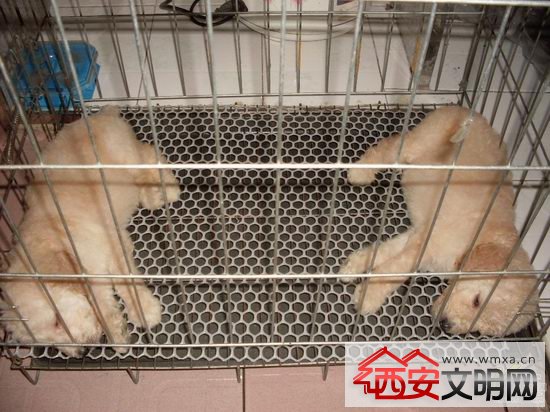 春节假期宠物寄存一窝难求 春秋厦门航空不提