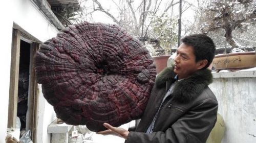采药发现巨型灵芝 直径94厘米堪比雨伞 网友赞叹罕见