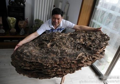 采药发现巨型灵芝 直径94厘米堪比雨伞 网友赞叹罕见