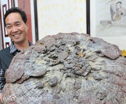 采药发现巨型灵芝 直径94厘米堪比雨伞 网友赞叹罕见
