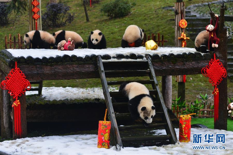 CHINA-SICHUAN-SPRING FESTIVAL-GIANT PANDA CUBS (CN)