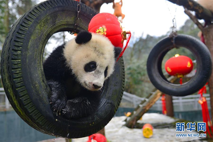 CHINA-SICHUAN-SPRING FESTIVAL-GIANT PANDA CUBS (CN)