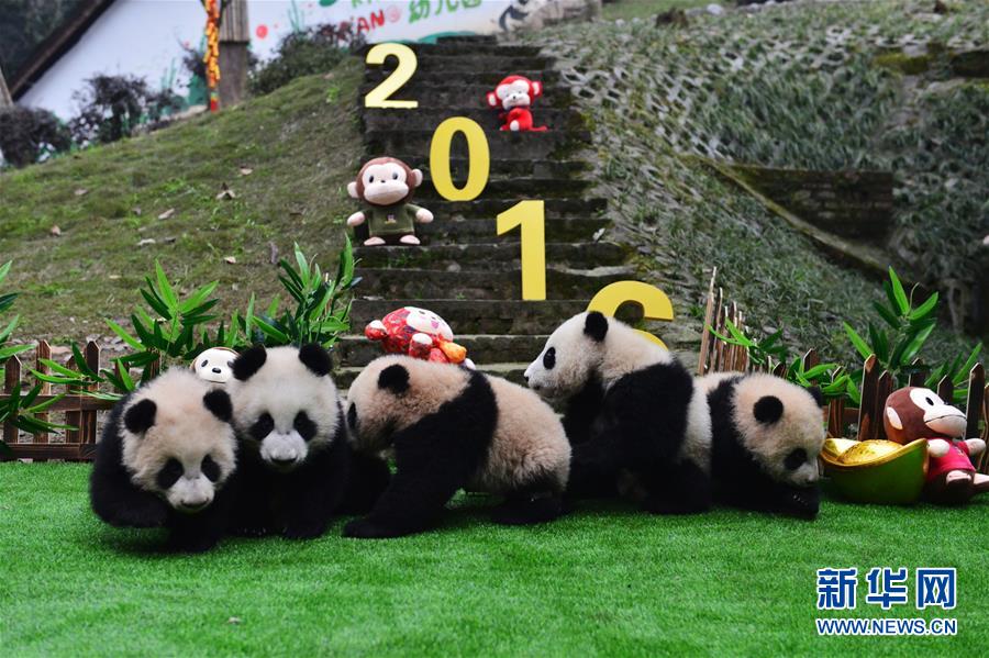 CHINA-SICHUAN-SPRING FESTIVAL-GIANT PANDA CUBS (CN)