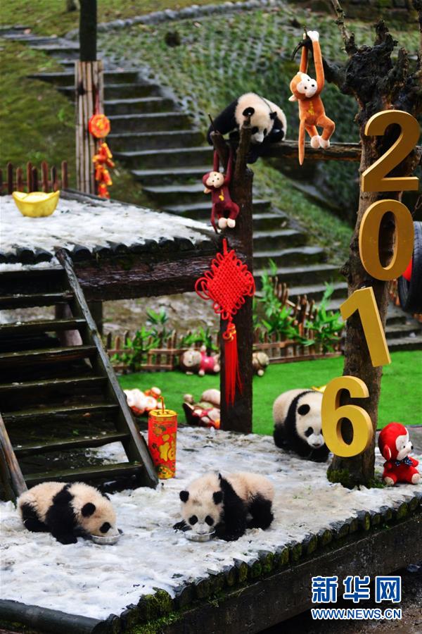 （社会）（3）大熊猫宝宝迎新年