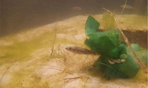 美国密歇根州立大学生物学家最新研究发现，雄性之间激烈的竞争对新物种的形成具有重要作用。