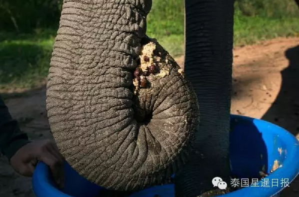 生产象粪咖啡的流程相当繁琐，丁金雇佣当地山区部落妇女手工采摘的阿拉伯咖啡豆为原料，之后将咖啡豆与香蕉、甘蔗等大象常吃的素食混在一起喂食大象，这样能使咖啡产生独特的泥土味和水果味。