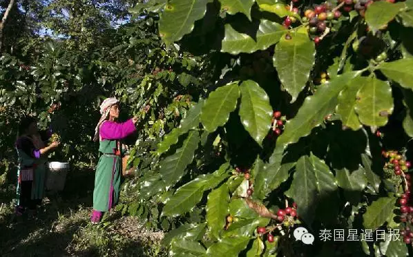 据说这种“象粪咖啡”带有泥土芬芳，且口感润滑。这种咖啡的发明者，来自加拿大的商人布莱克·丁金在泰国北部山区投入30万美元生产这种咖啡。