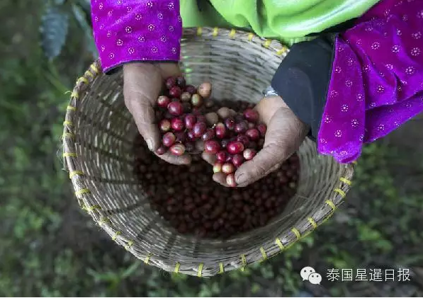 曾涉足猫粪咖啡业务的丁金表示，大象食用咖啡豆后，胃酸在消化的过程中分解咖啡豆中的蛋白质。
