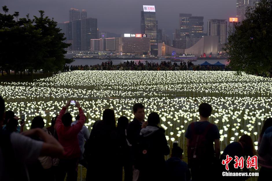 情人节万朵玫瑰灯闪亮香港浪漫夜