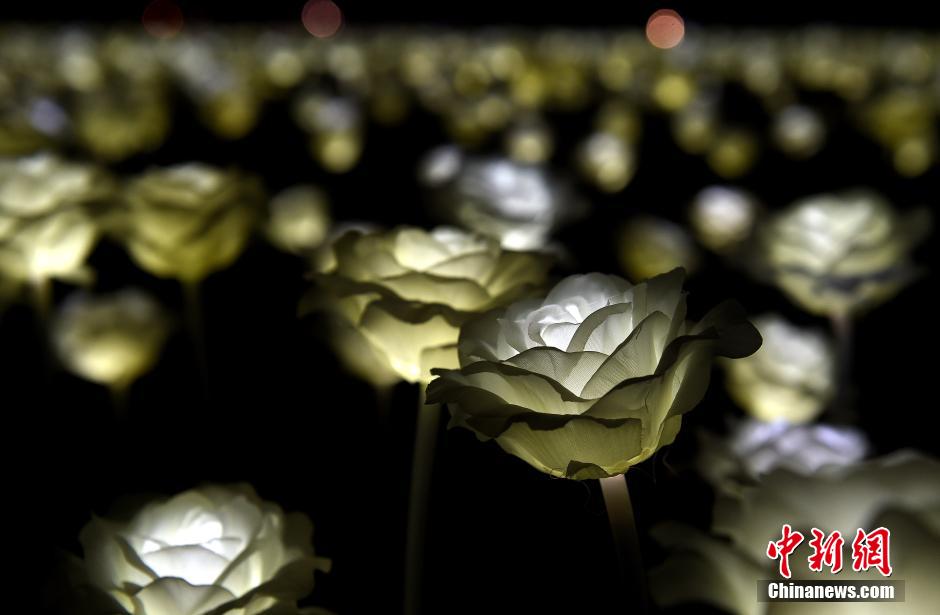情人节万朵玫瑰灯闪亮香港浪漫夜
