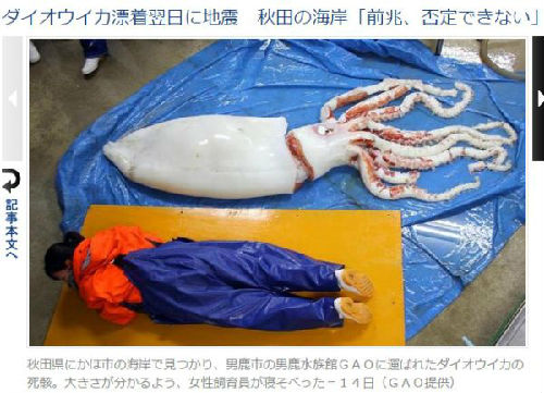 日本秋田县海岸发现的大王鱿鱼尸体(图片来源：台湾东森新闻云网站)