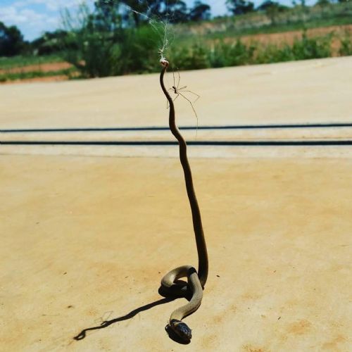 澳洲小蜘蛛大战2米长棕蛇将对方杀死 揭秘幽灵