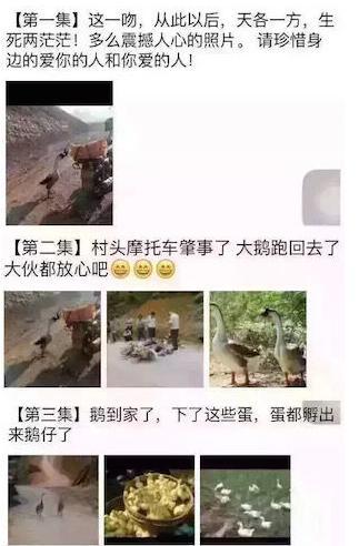 两鹅别离前亲吻成网红 朋友圈刷屏多个版本大结局网友共鸣