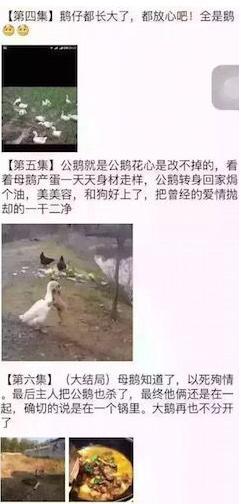 两鹅别离前亲吻成网红 朋友圈刷屏多个版本大结局网友共鸣