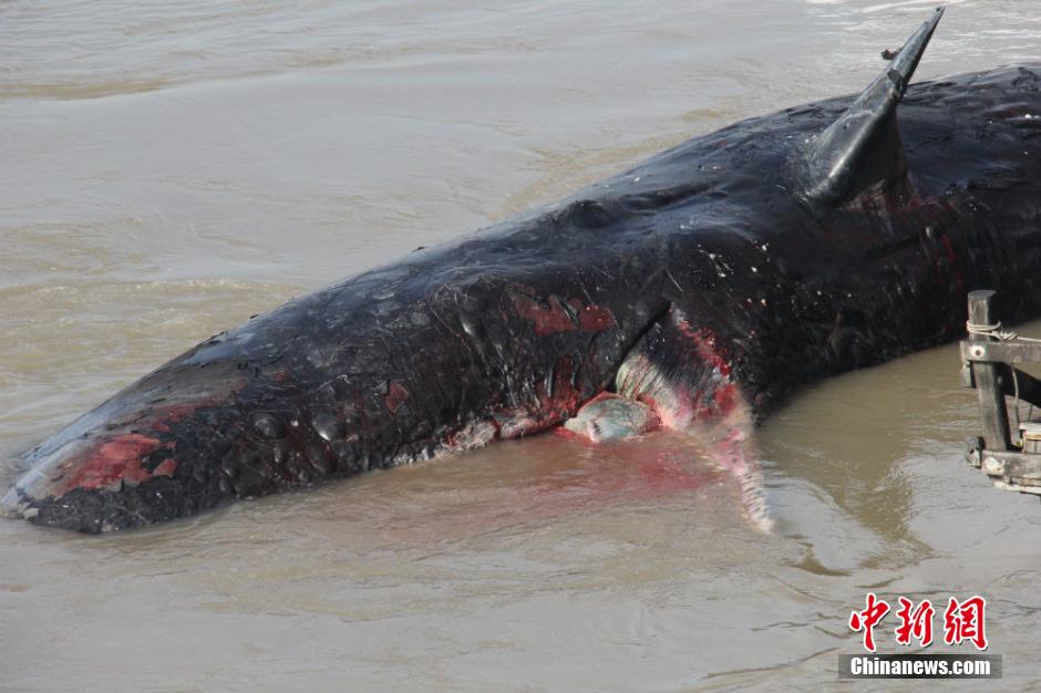 江苏如东两条搁浅抹香鲸打捞完毕 两条均为雄性
