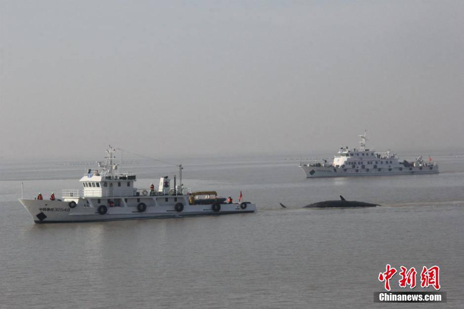 江苏如东两条搁浅抹香鲸打捞完毕 两条均为雄性