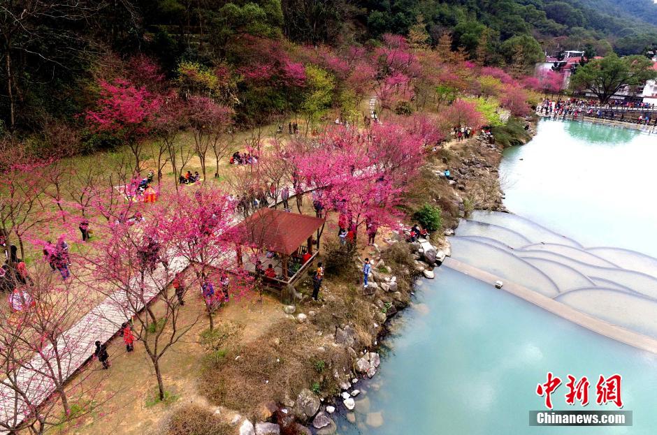 福州樱花浪漫 游客踏青走起