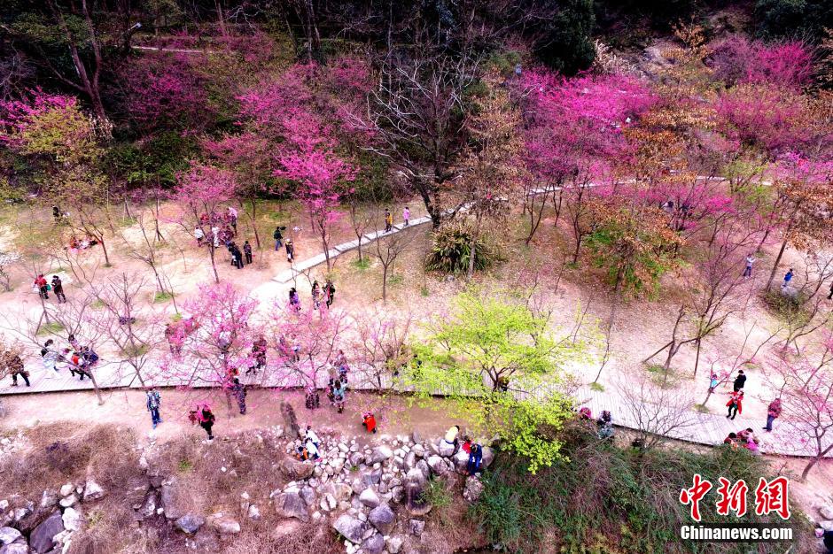 福州樱花浪漫 游客踏青走起