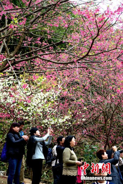 福州樱花浪漫 游客踏青走起