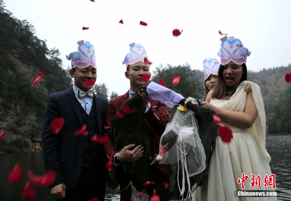 张家界宝峰湖为天鹅办婚礼