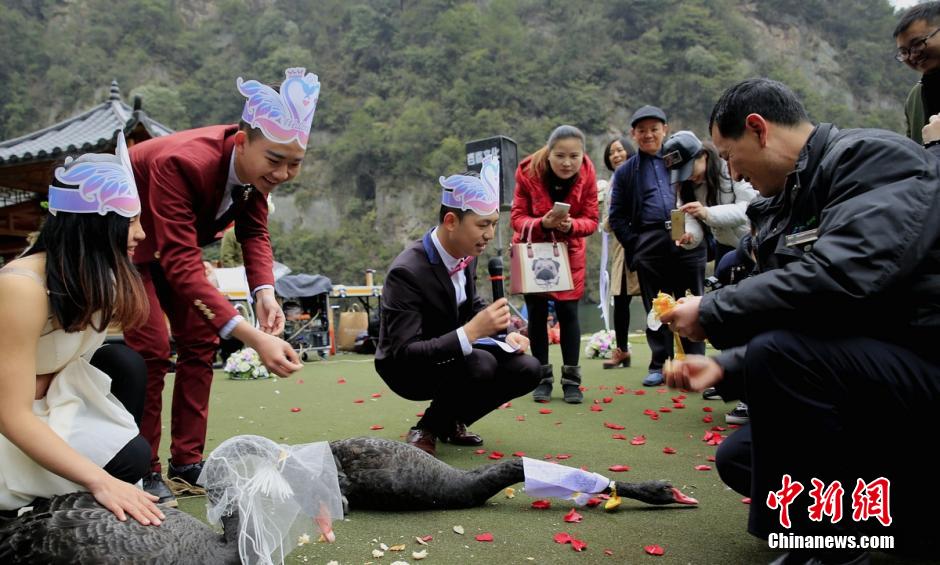 张家界宝峰湖为天鹅办婚礼
