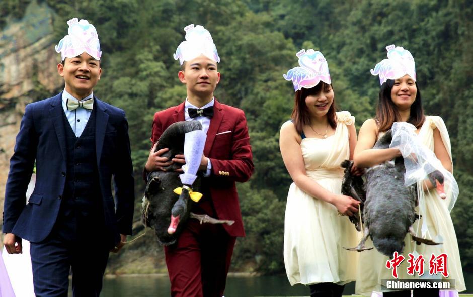 张家界宝峰湖为天鹅办婚礼