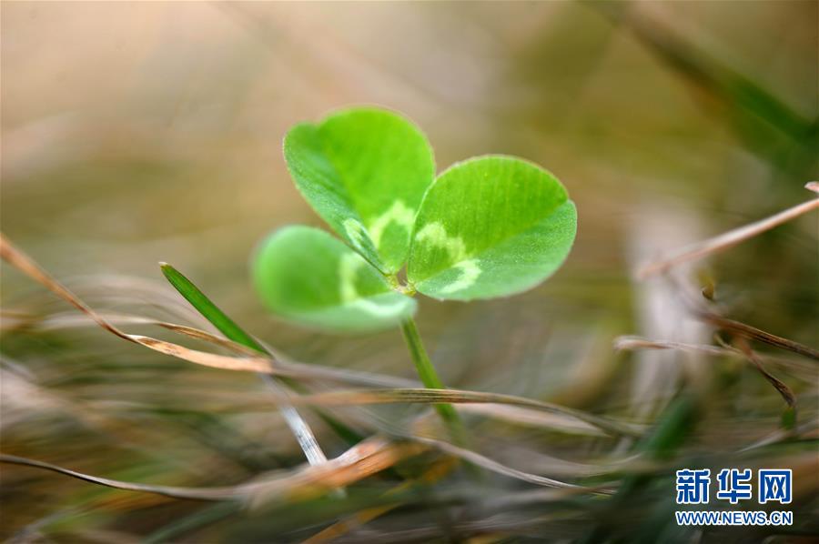 #（生态）（1）春回大地