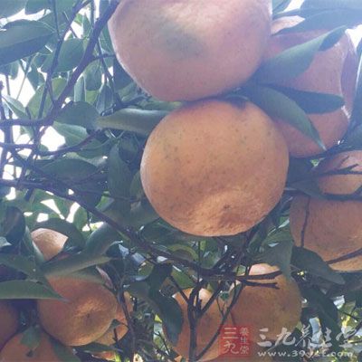 水果种类很多，柑橘富含维生素c、叶酸和大量的纤维