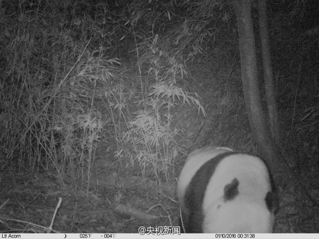 陕西拍摄到野生大熊猫 身体健壮毛色干净