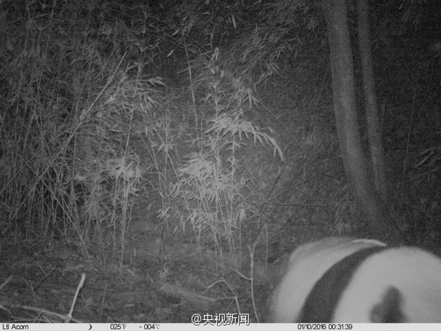 陕西拍摄到野生大熊猫 身体健壮毛色干净