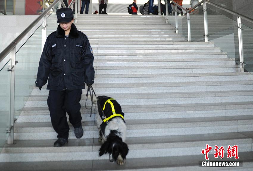 “85后”美女警犬训导员的繁忙春运