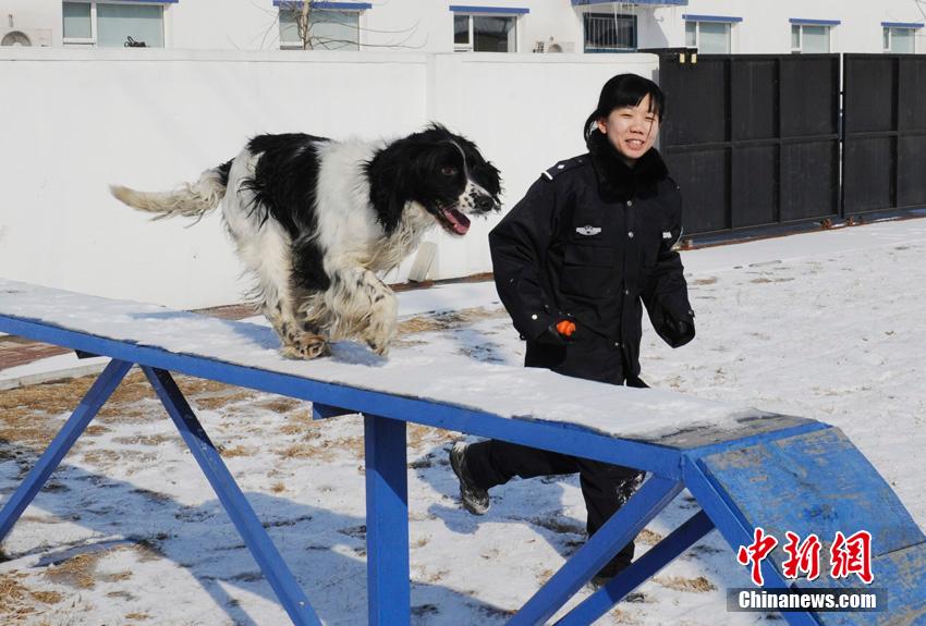 “85后”美女警犬训导员的繁忙春运