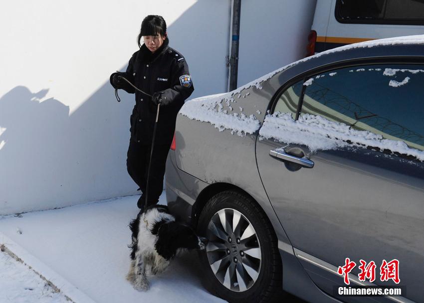 “85后”美女警犬训导员的繁忙春运