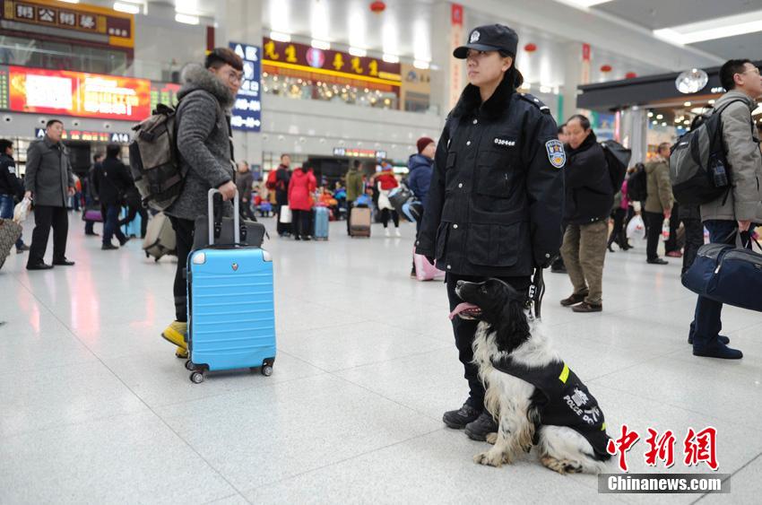 “85后”美女警犬训导员的繁忙春运