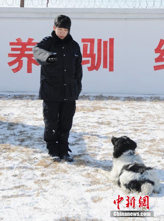 “85后”美女警犬训导员的繁忙春运