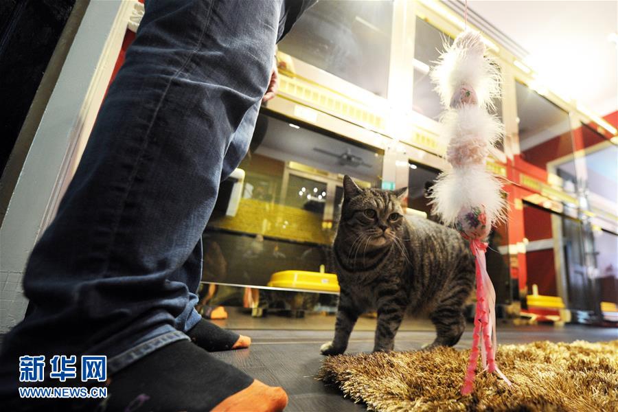 （晚报）（3）新加坡5星级猫咪宠物旅店