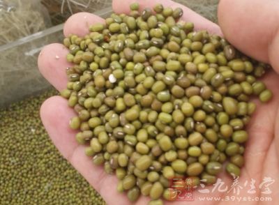豆类食物同时也富含维生素B