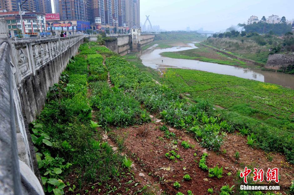 南宁一河流河床被开垦成私家菜地