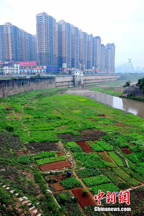 南宁一河流河床被开垦成私家菜地