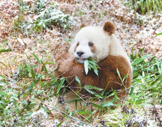 全球现存唯一棕色大熊猫“七仔”在陕西越冬