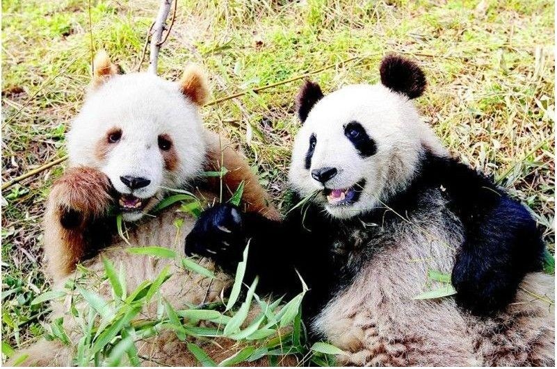 全球现存唯一棕色大熊猫“七仔”在陕西越冬