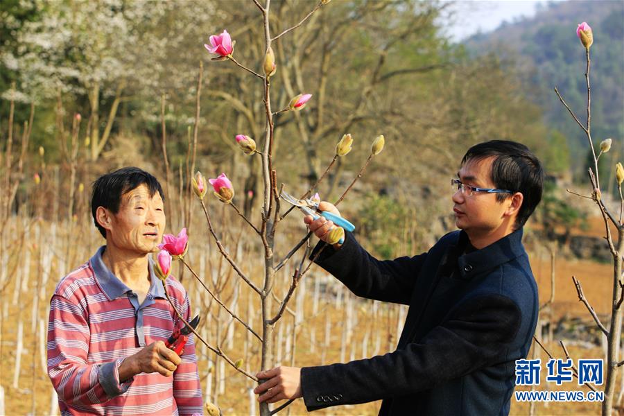 #（农业）（3）湖北五峰：玉兰花开富农家