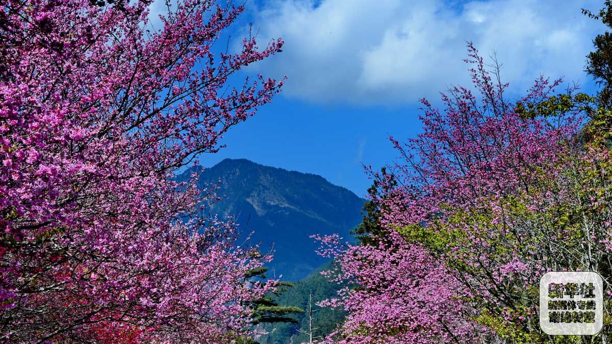 台湾初春赏樱花游人如织(4)-千龙网·中国首都网