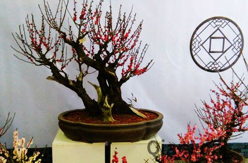 色彩艳丽香四溢