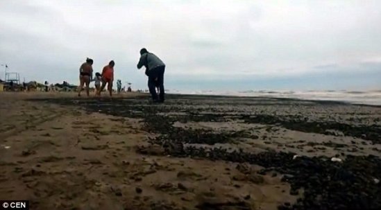 阿根廷海滩现大量黑色甲虫 如恐怖电影