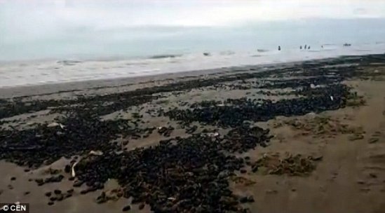 阿根廷海滩现大量黑色甲虫 如恐怖电影