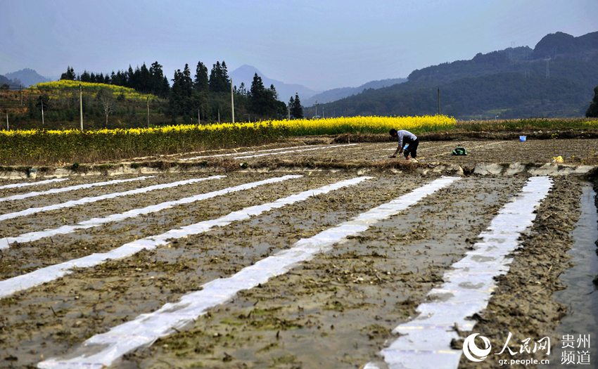 3月2日，在贵州省从江县贯洞镇龙图农田大坝，一位村民在种植甘蔗。