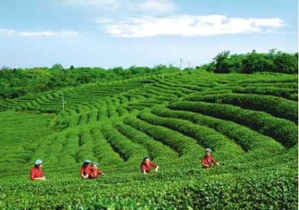 茶园旅游俨然成风尚 传醉品商城欲进军该类细